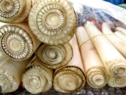 Kemarau Berkepanjangan, Peternak Sapi Perah di Krucil Probolinggo Terpaksa Beri Pakan Pohon Pisang