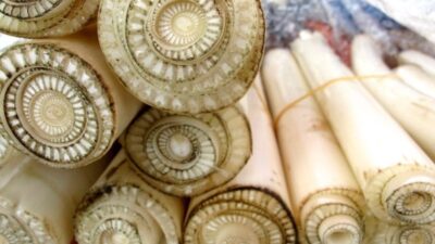 Kemarau Berkepanjangan, Peternak Sapi Perah di Krucil Probolinggo Terpaksa Beri Pakan Pohon Pisang